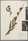 Foto von Salix pulchra Cham.